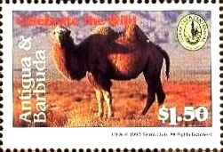 Bactrian camel (Camelus bactrianus)