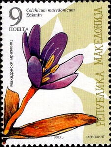 Colchicum macedonicum