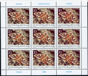 Small emperor moth (Saturnia pavonia)