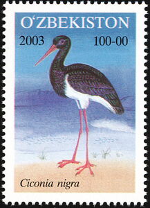 Black Stork (Ciconia nigra)