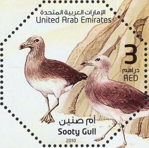 Sooty Gull (Ichthyaetus hemprichii)