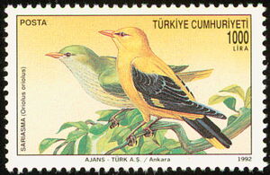 Golden Oriole (Oriolus oriolus)
