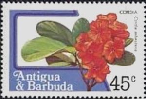 Cordia (Cordia sebestena)