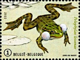 Pool Frog (Pelophylax lessonae)