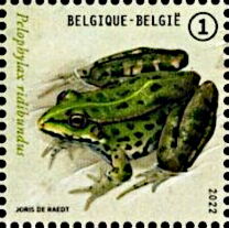 Marsh Frog (Pelophylax ridibundus)
