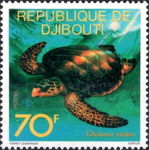 Green Sea Turtle (Chelonia mydas)