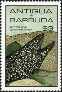 Spotted Moray (Gymnothorax moringa)