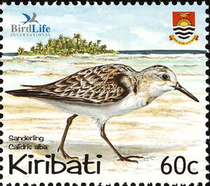 Sanderling (Calidris alba)