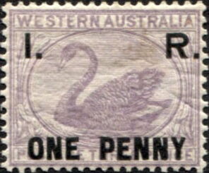 Black Swan (Cygnus atratus)