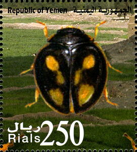 Ladybird Beetle (Pharoscymnus c-luteus)