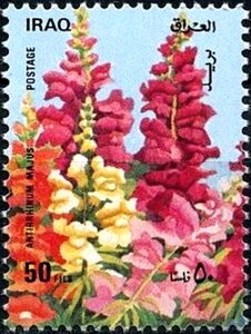 Antirrhinum majus (without white border)