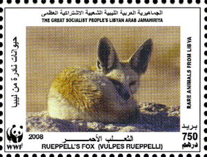 Rüppell's Fox (Vulpes rueppellii)