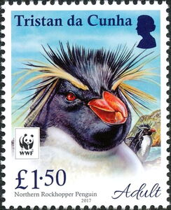 Northern Rockhopper Penguin