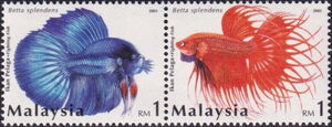 Siamese Fighting Fish (Betta splendens)