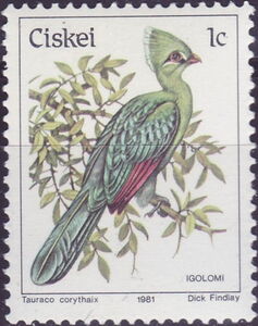 Knysna Turaco (Tauraco corythaix)