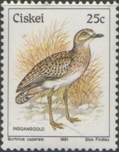 Spotted Thick-knee (Burhinus capensis)