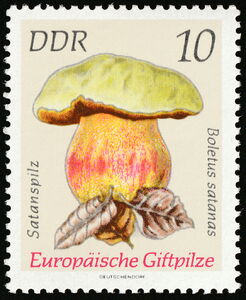 Satan's Bolete (Boletus satanas)