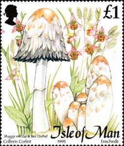 Shaggy Inkcap (Coprinus comat), Bee Orchid (Ophrys apifera)