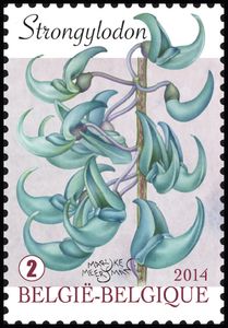 Strongylodon - Jade Vine