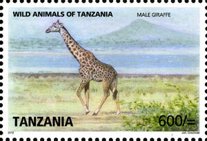 Giraffe (Giraffa camelopardalis)