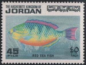Blue-barred Parrotfish (Scarus ghobban)