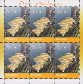 Mushrooms - Pleurotus