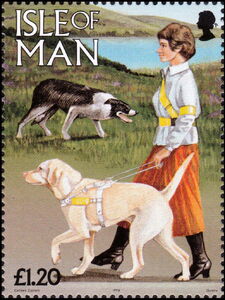 Labrador Retriever (Canis lupus familiaris) on a Leash