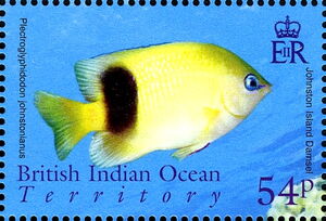 Johnston Island Damsel (Plectroglyphidodon johnstonianus)
