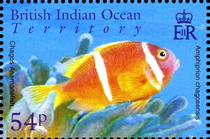 Chagos Anemonefish (Amphiprion chagosensis)