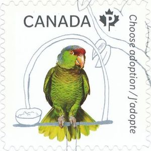 Red-lored Parrot (Amazona autumnalis)