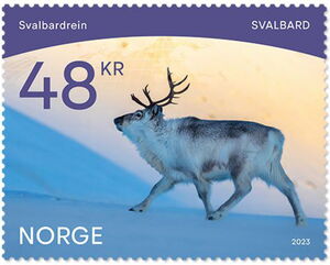 Reindeer (Rangifer tarandus)