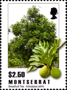 Breadfruit (Artocarpus altilis)