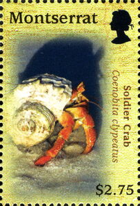 Soldier Crab (Coenobita clypeatus)