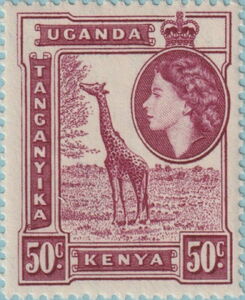 Giraffe (Giraffa camelopardalis)