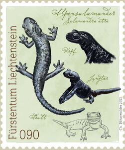 Alpine Salamander (Salamandra atra)