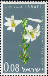 Madonna Lily (Lilium candidum)