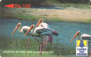 Painted Stork