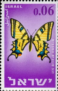 Southern Swallowtail (Papilio alexanor ssp. maccabaeus)