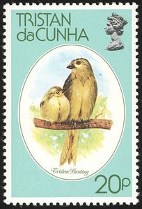 Inaccessible Bunting (Nesospiza acunhae)