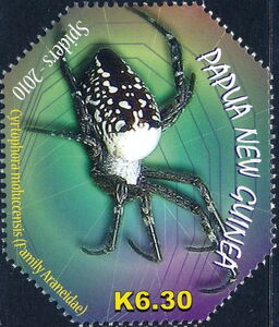 Tent Spider (Cyrtophora moluccensis)