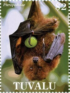 Rodrigues Fruit Bat (Pteropus rodricensis)