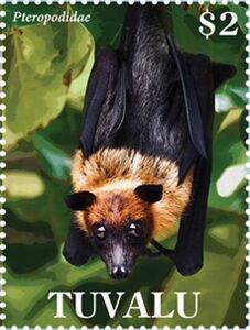Indian Flying Fox (Pteropus giganteus)