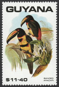 Banded Aracari (Pteroglossus torquatus)