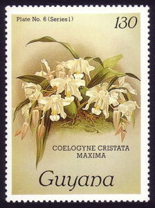 Coelogyne cristata maxima