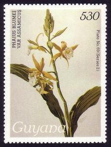 Phaius blumei var. assamicus