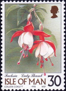 Fuchsia - Lady Thumb
