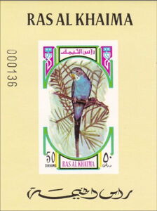 Budgerigar (Melopsittacus undulatus)