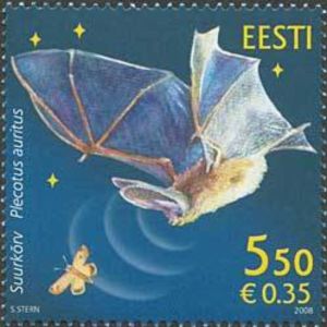 Brown Long-eared Bat (Plecotus auritus)