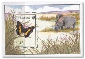 Butterfly (Cymothoe pluto)