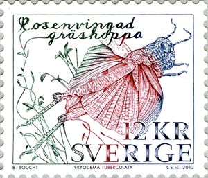 Speckled Grashopper (Bryodema tuberculata)